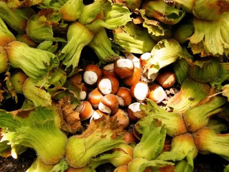 Fındık & Kuruyemiş